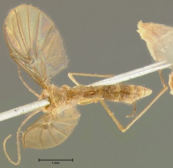 Media type: image;   Entomology 14543 Aspect: habitus dorsal view